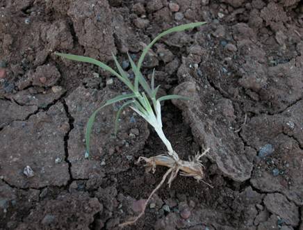 Köpek dişi ayrığı